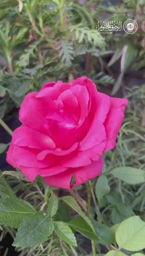 Rose water